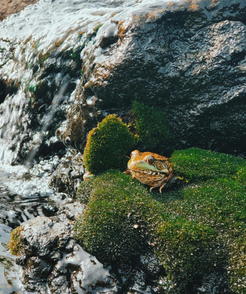 A detailed shot of a frog perched on a moss-covered rock with flowing water nearby, illustrating natural wildlife.
