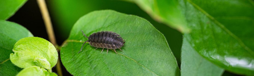 Detailed macro shot of a woodlouse resting on vibrant green leaves in a natural setting.
